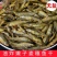 湖南特产无盐嫩子鱼毛毛鱼原汁原味麦穗鱼湖南小鱼干