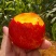 热卖中湖北油桃金雷曙光518油桃产地直供量大优