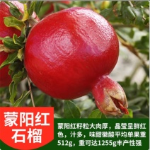 石榴树苗