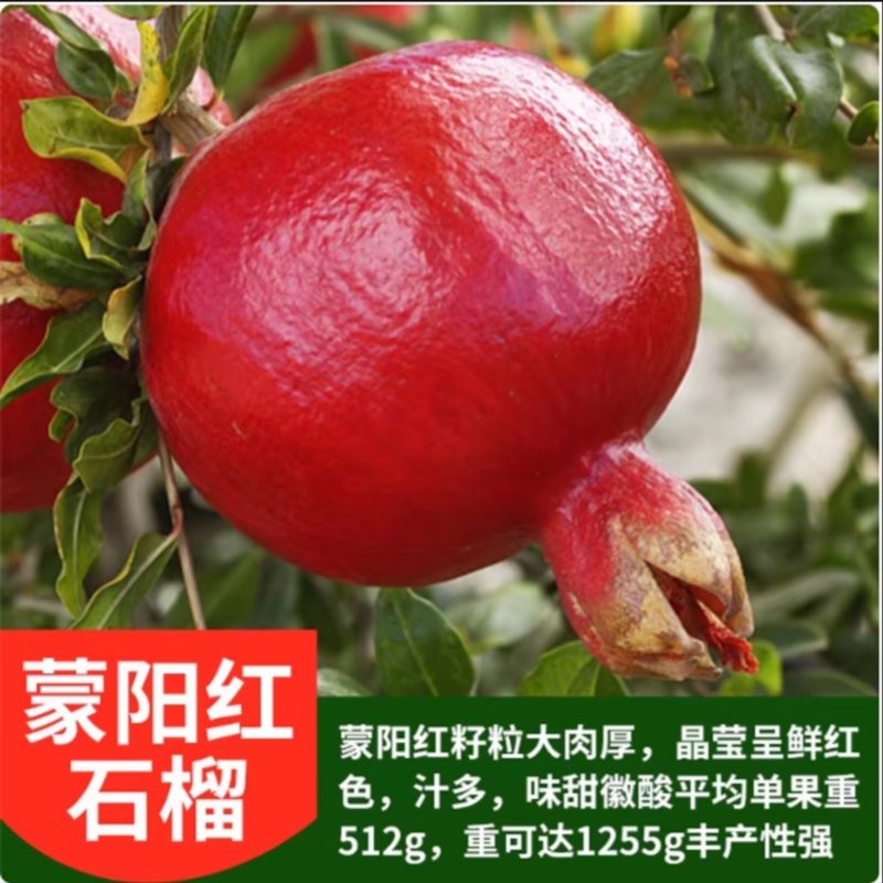 石榴树苗