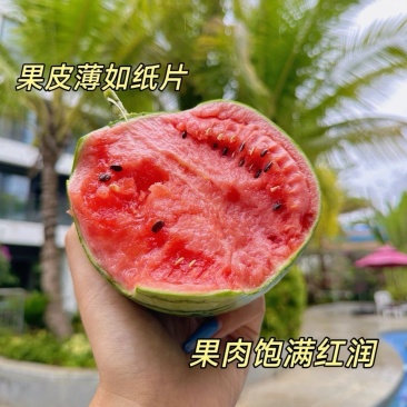 [精]早春红玉西瓜/地趴瓜/皮薄红瓤/【可全国发货】