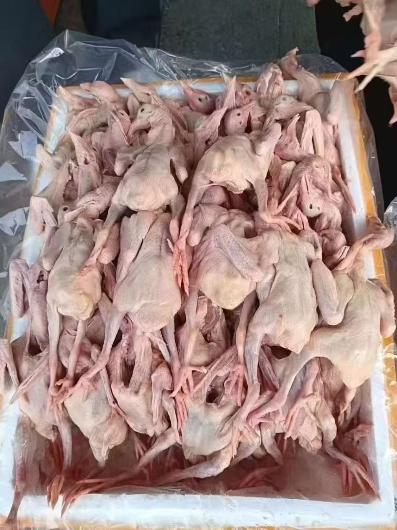 乳鸽