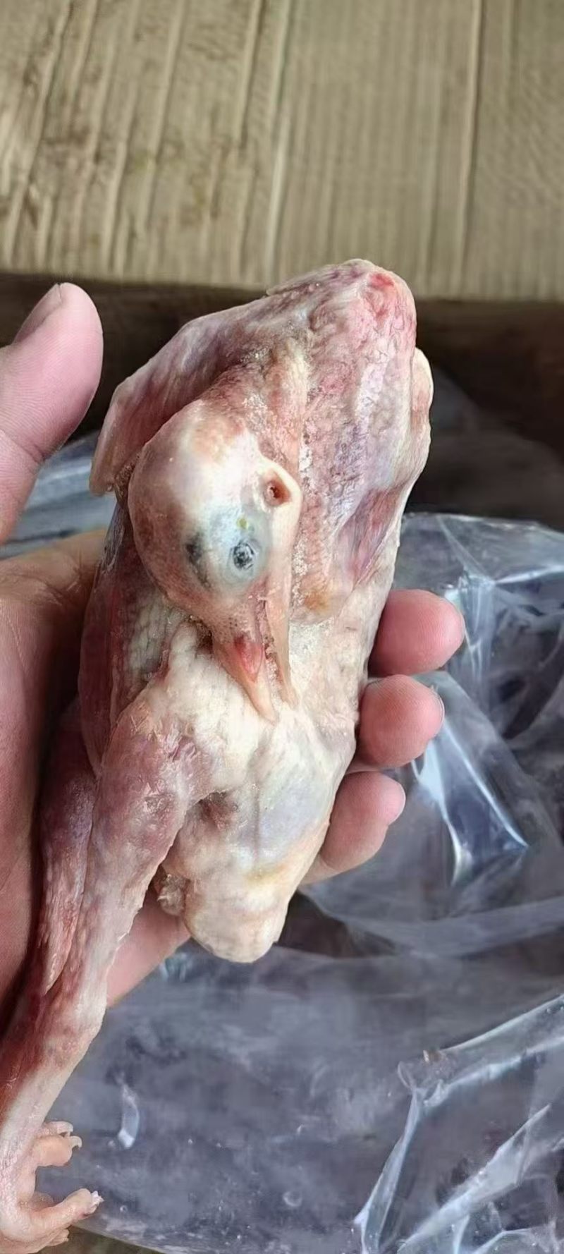 乳鸽