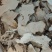 野生土茯苓干货无硫磺切片