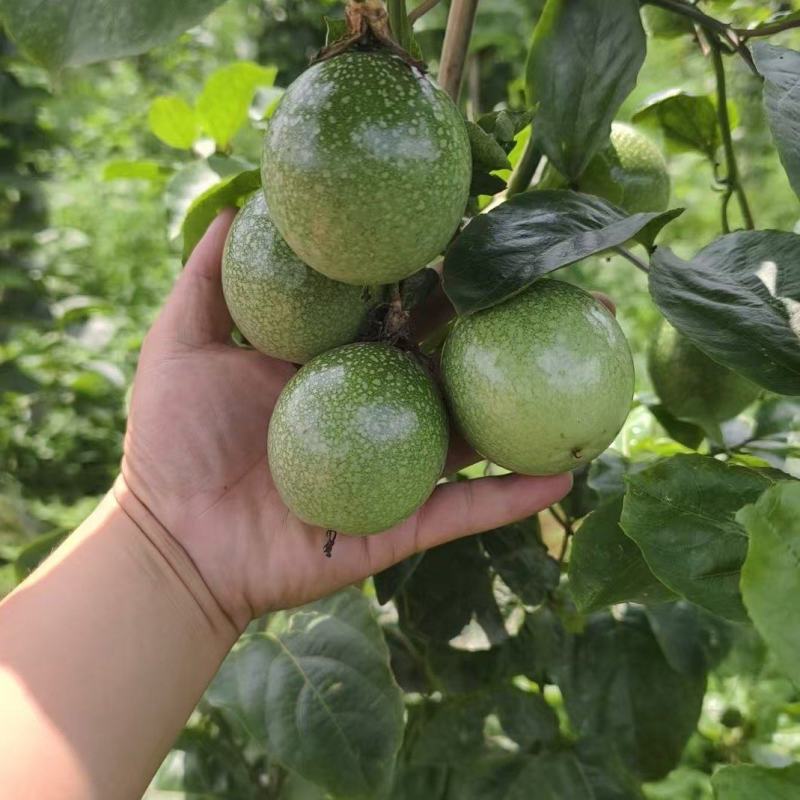 百香果钦蜜9号产地直发量大价优欢迎咨询