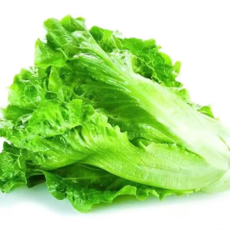 【热销中】生菜意大利生菜量大从优欢迎联系