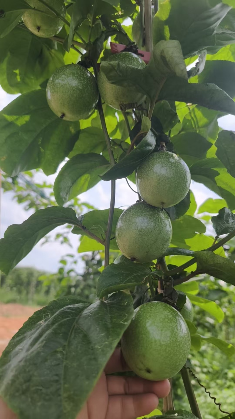 百香果钦蜜9号产地直发量大价优欢迎咨询