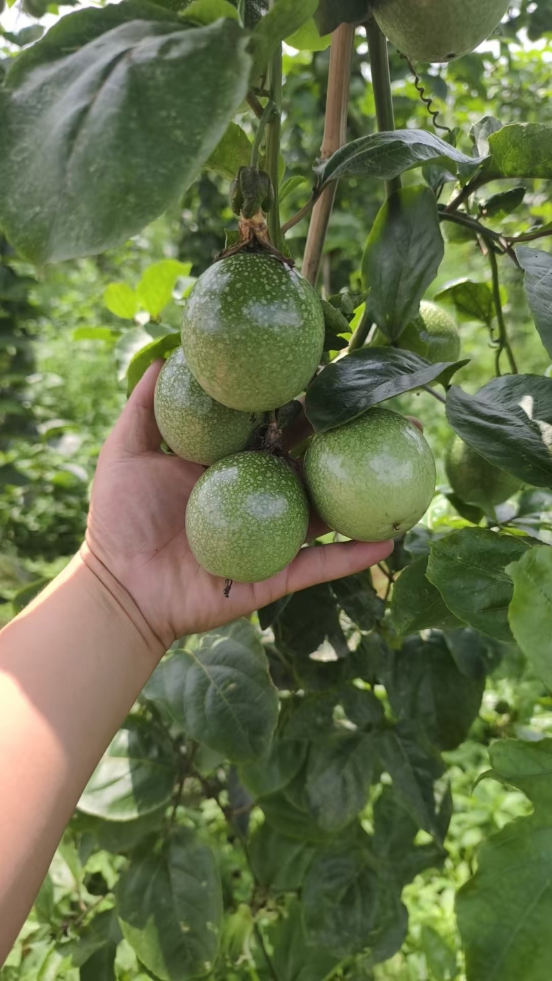 百香果钦蜜9号产地直发量大价优欢迎咨询