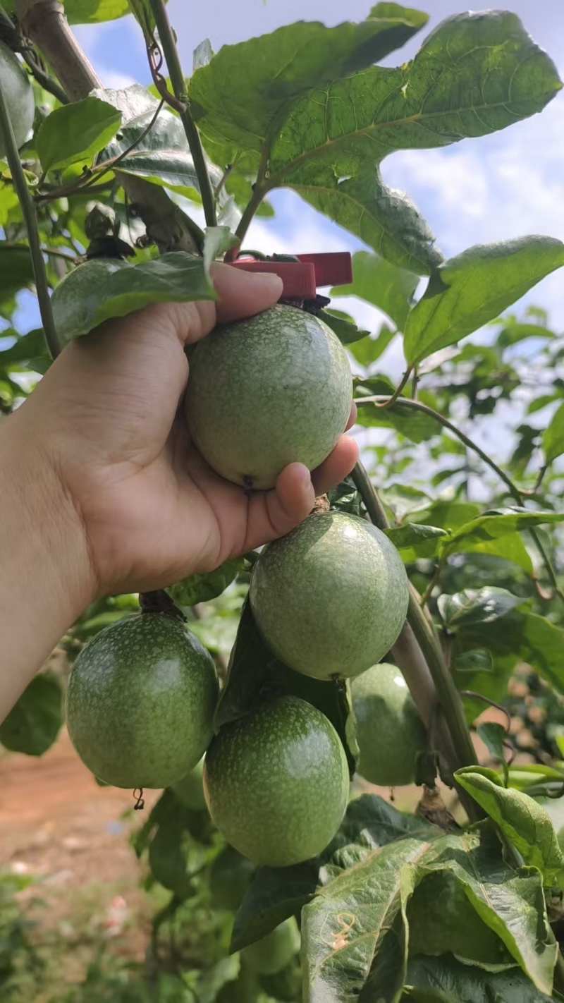 百香果钦蜜9号产地直发量大价优欢迎咨询