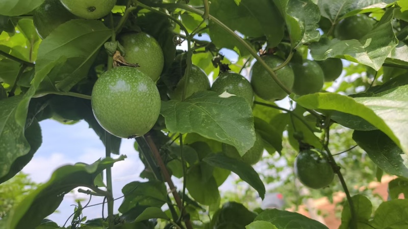 百香果钦蜜9号产地直发量大价优欢迎咨询
