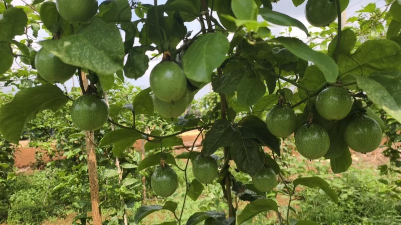 百香果钦蜜9号产地直发量大价优欢迎咨询