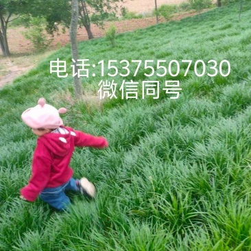 绿化苗木、细叶麦冬、兰花三七