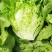 【推荐】精品意大利生菜
