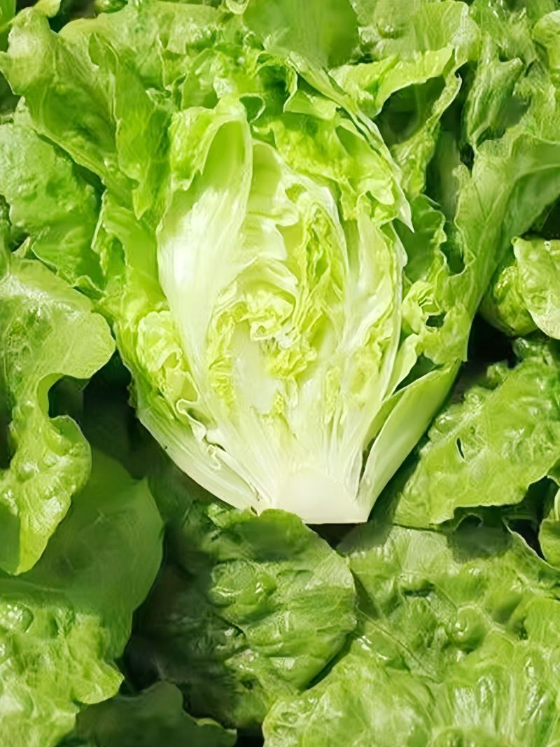 【推荐】精品意大利生菜