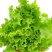 【推荐】精品意大利生菜