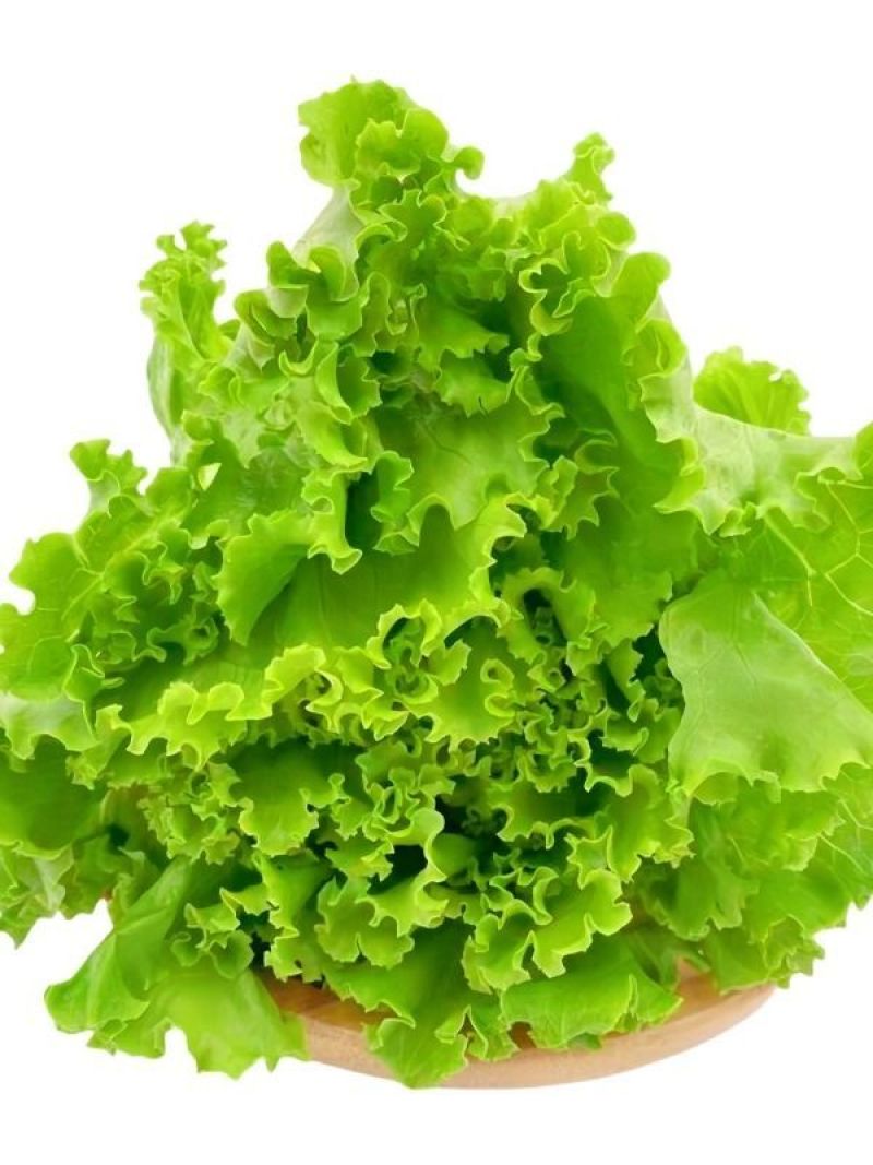 【推荐】精品意大利生菜