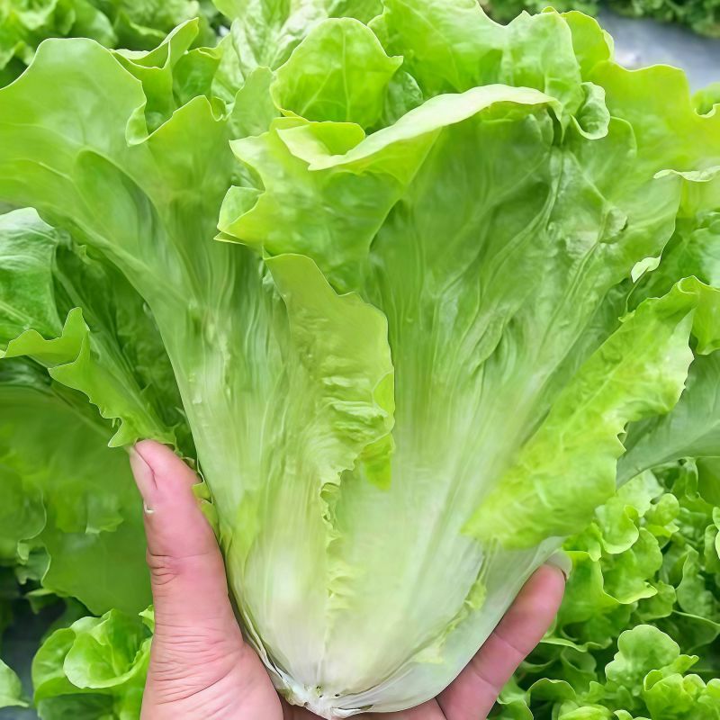 【推荐】精品意大利生菜
