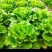 【推荐】精品意大利生菜