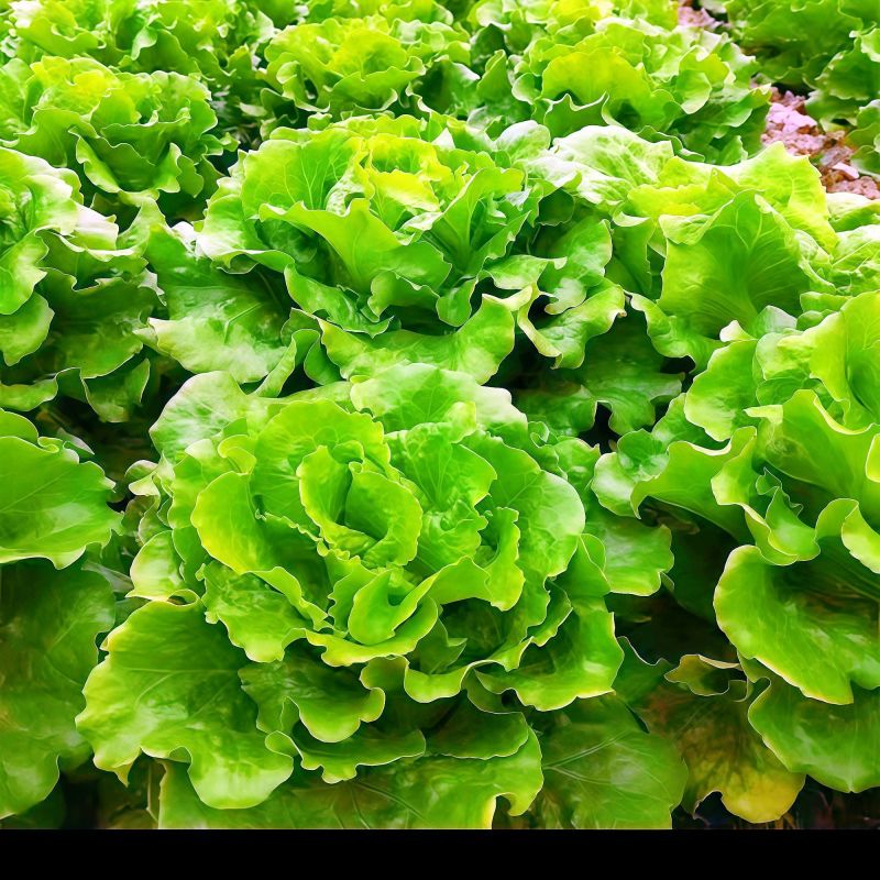 【推荐】精品意大利生菜
