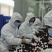 杨梅/**出口/资质齐全/高端商超