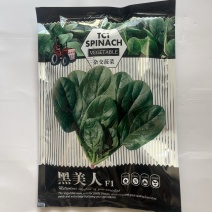 拖车头黑美人菠菜种子圆叶杂交品种种子