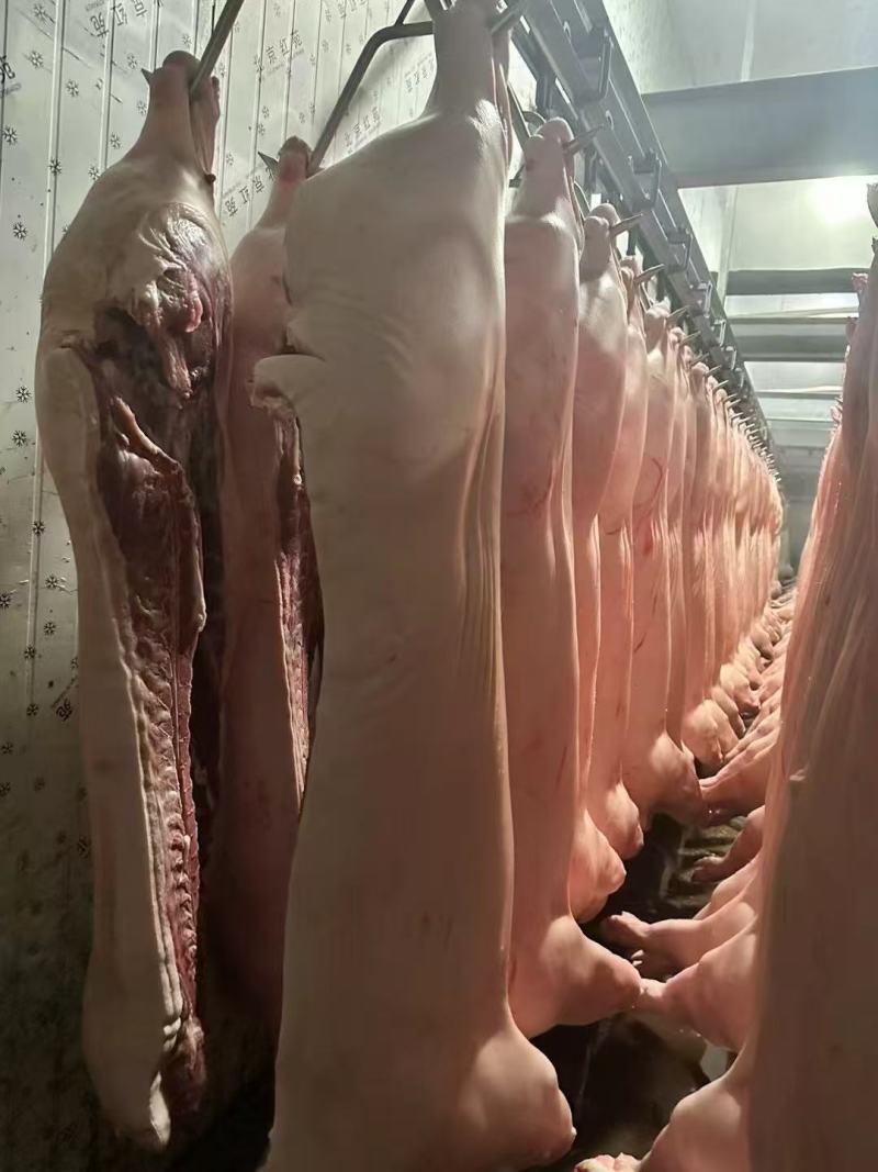 猪肉/猪白条/黑龙江哈尔滨道里区工厂直发/欢迎订购