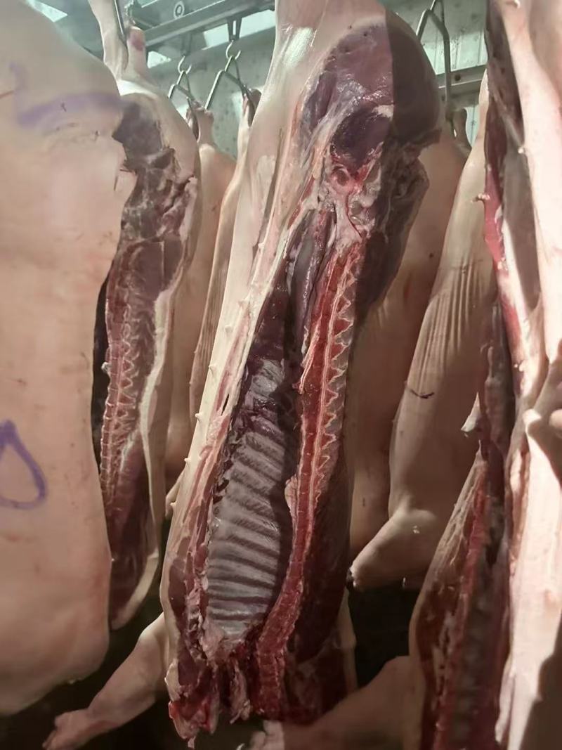 猪肉/猪白条/黑龙江哈尔滨道里区工厂直发/欢迎订购