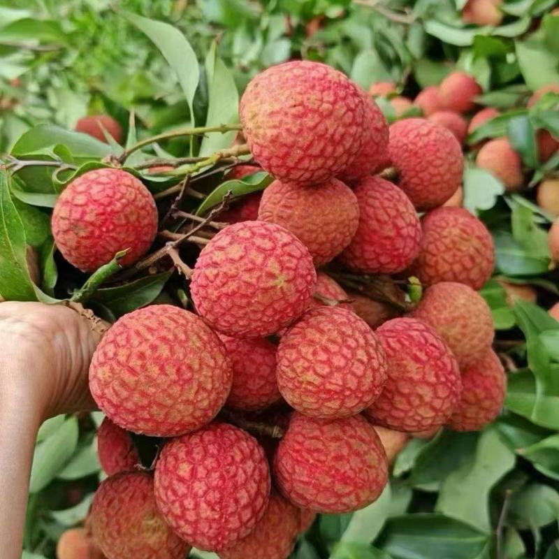 白糖罂