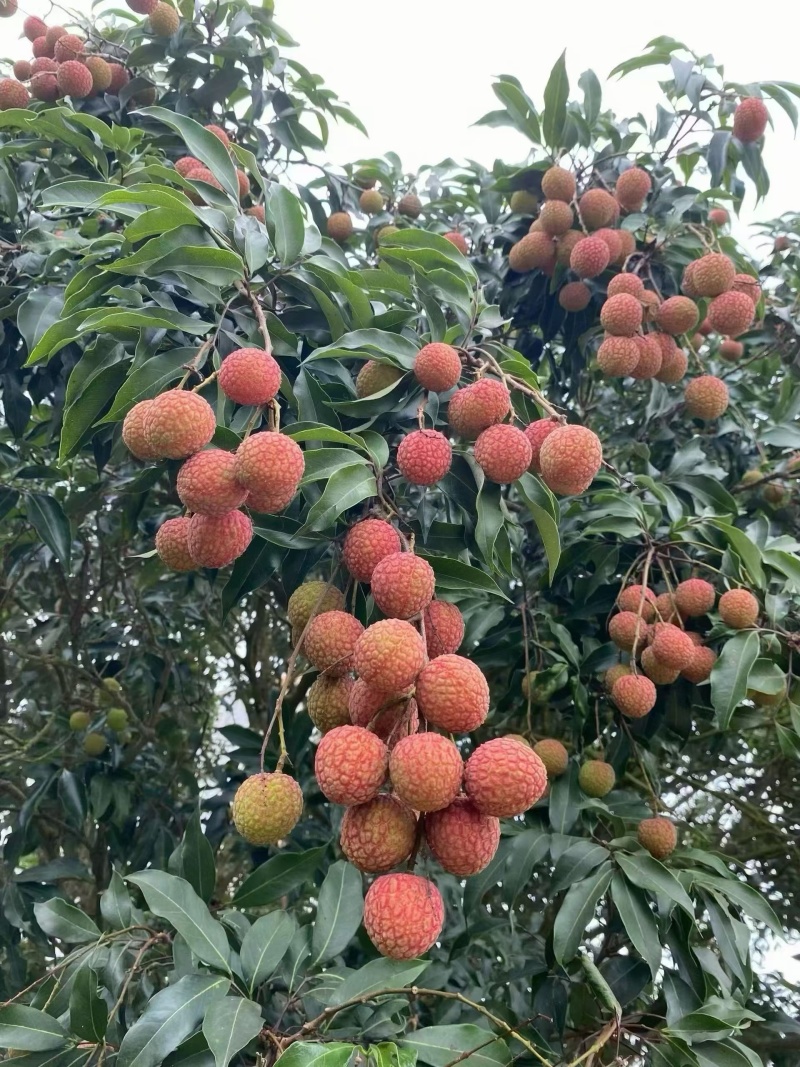 白糖罂