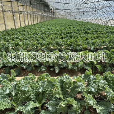 果汁厂榨汁，鲜食羽麒麟羽衣甘蓝，基地直发