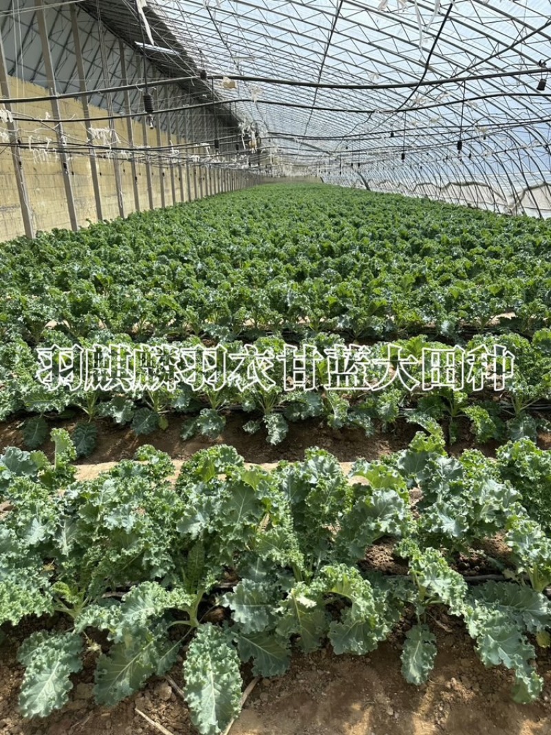 果汁厂榨汁，鲜食羽麒麟羽衣甘蓝，基地直发
