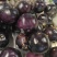 《圆茄》紫光圆茄子/山东茄子/山东紫圆茄/直发大甩卖