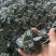 【热卖】烘干，海带片，海带块厂家直销量大质优价格优惠