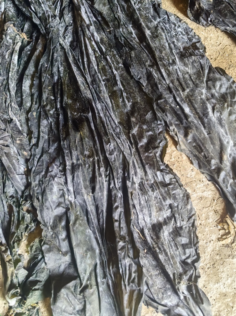 干海带，无盐无沙，整条，产地直销量大质优价格优惠
