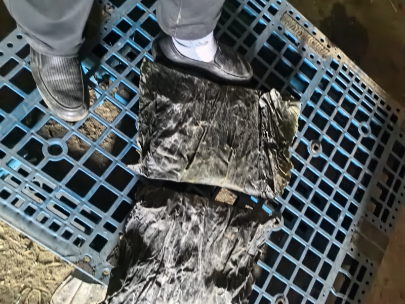 干海带，无盐无沙，整条，产地直销量大质优价格优惠
