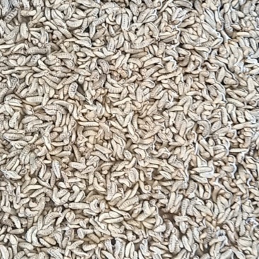 黑水虻水洗冻虫