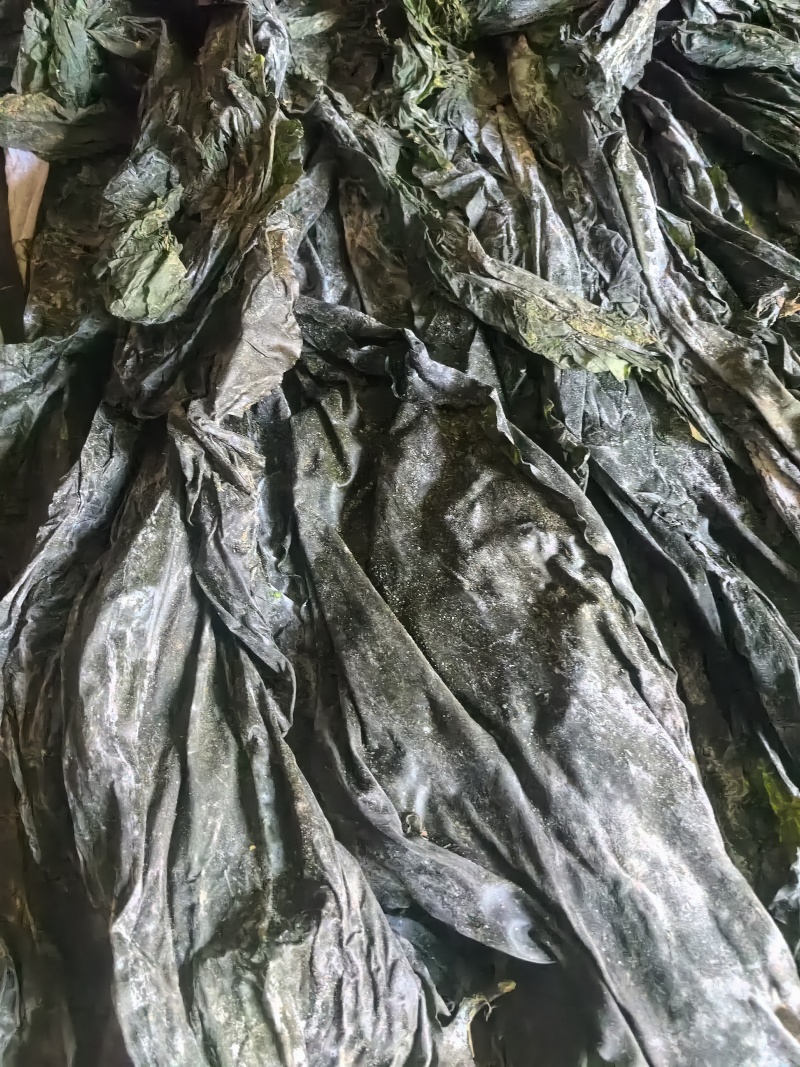 干海带，高区海带，无盐，淡干海带，自然晒干价格优惠