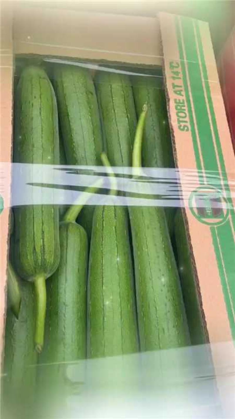 江苏淮安香丝瓜大量上市产地直发保质保量欢迎随时联系