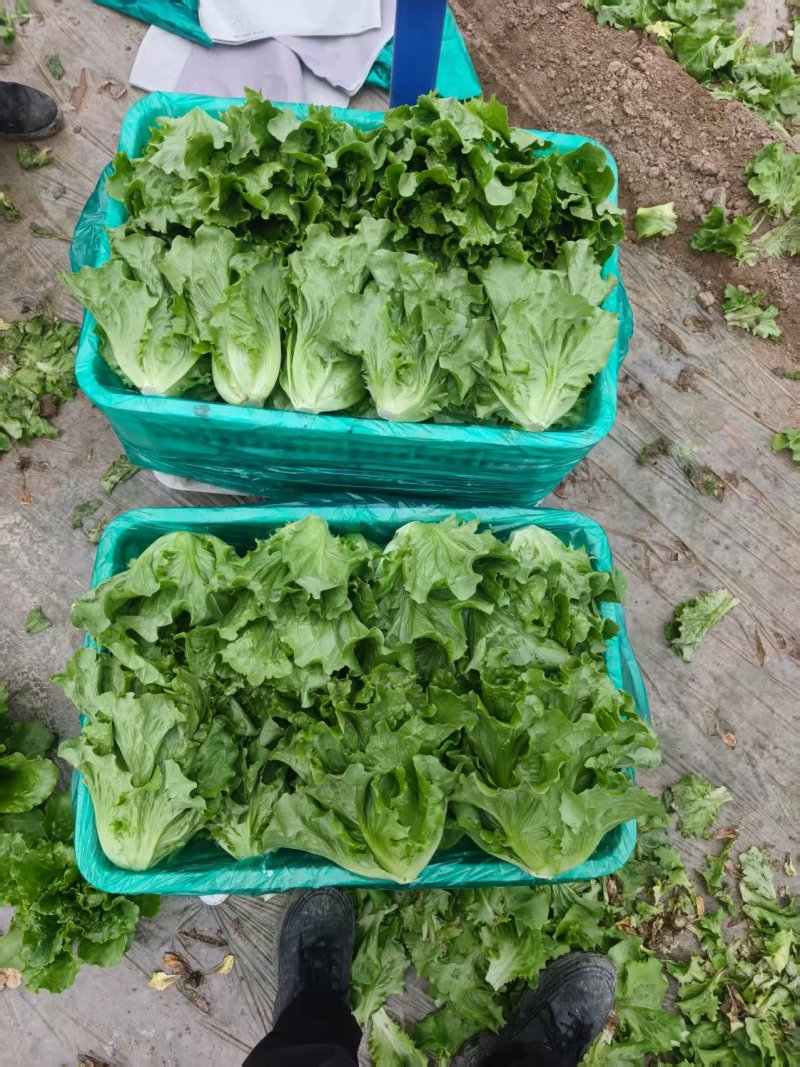 内黄意大利生菜大量供应品质优新鲜现摘可视频看货欢迎咨询来电
