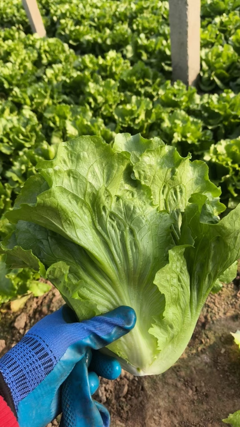 内黄意大利生菜大量供应品质优新鲜现摘可视频看货欢迎咨询来电