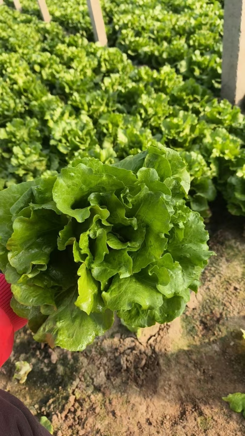 内黄意大利生菜大量供应品质优新鲜现摘可视频看货欢迎咨询来电