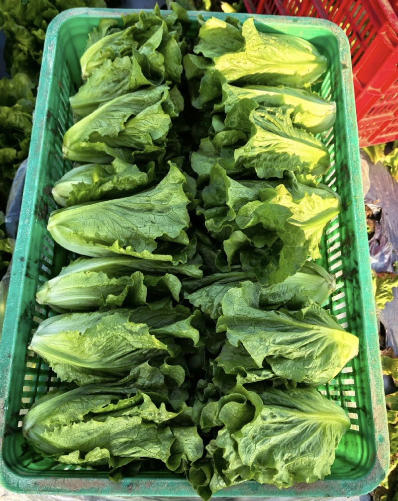 内黄意大利生菜大量供应品质优新鲜现摘可视频看货欢迎咨询来电