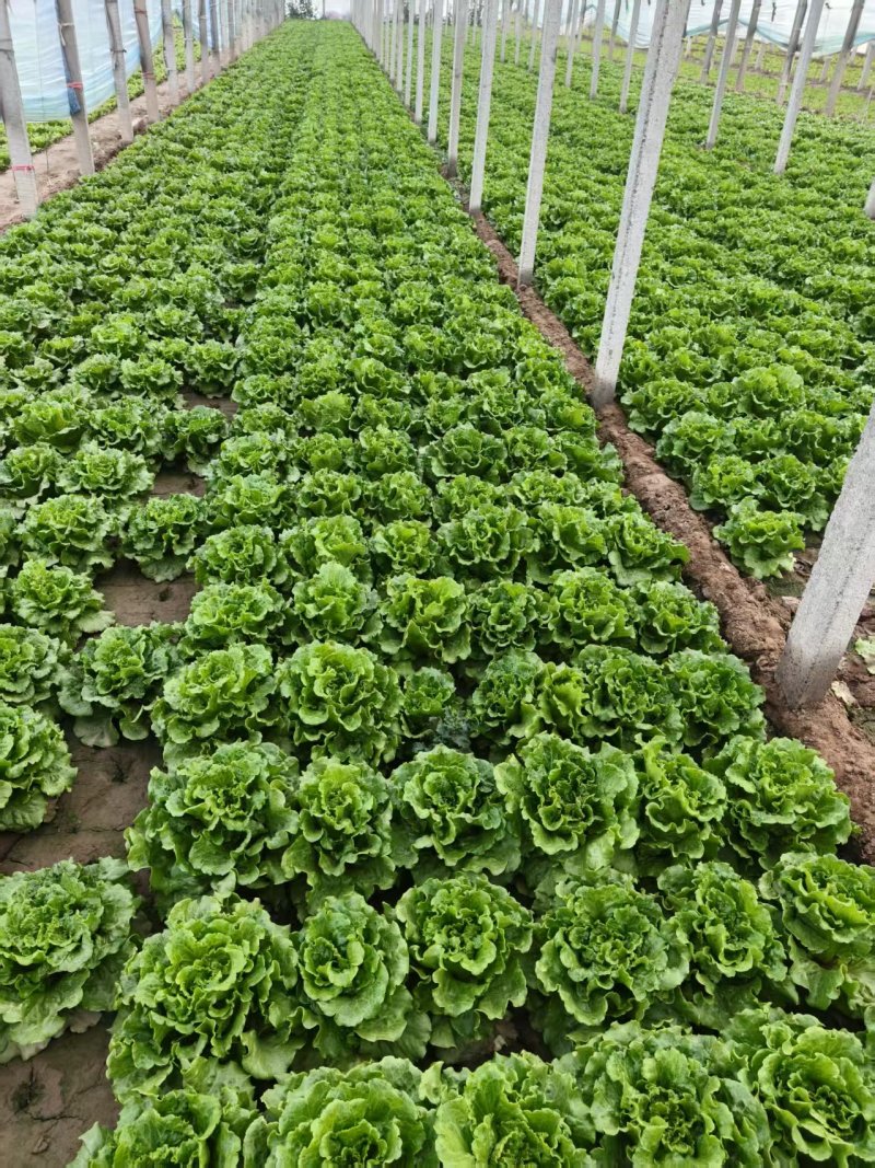 内黄意大利生菜大量供应品质优新鲜现摘可视频看货欢迎咨询来电