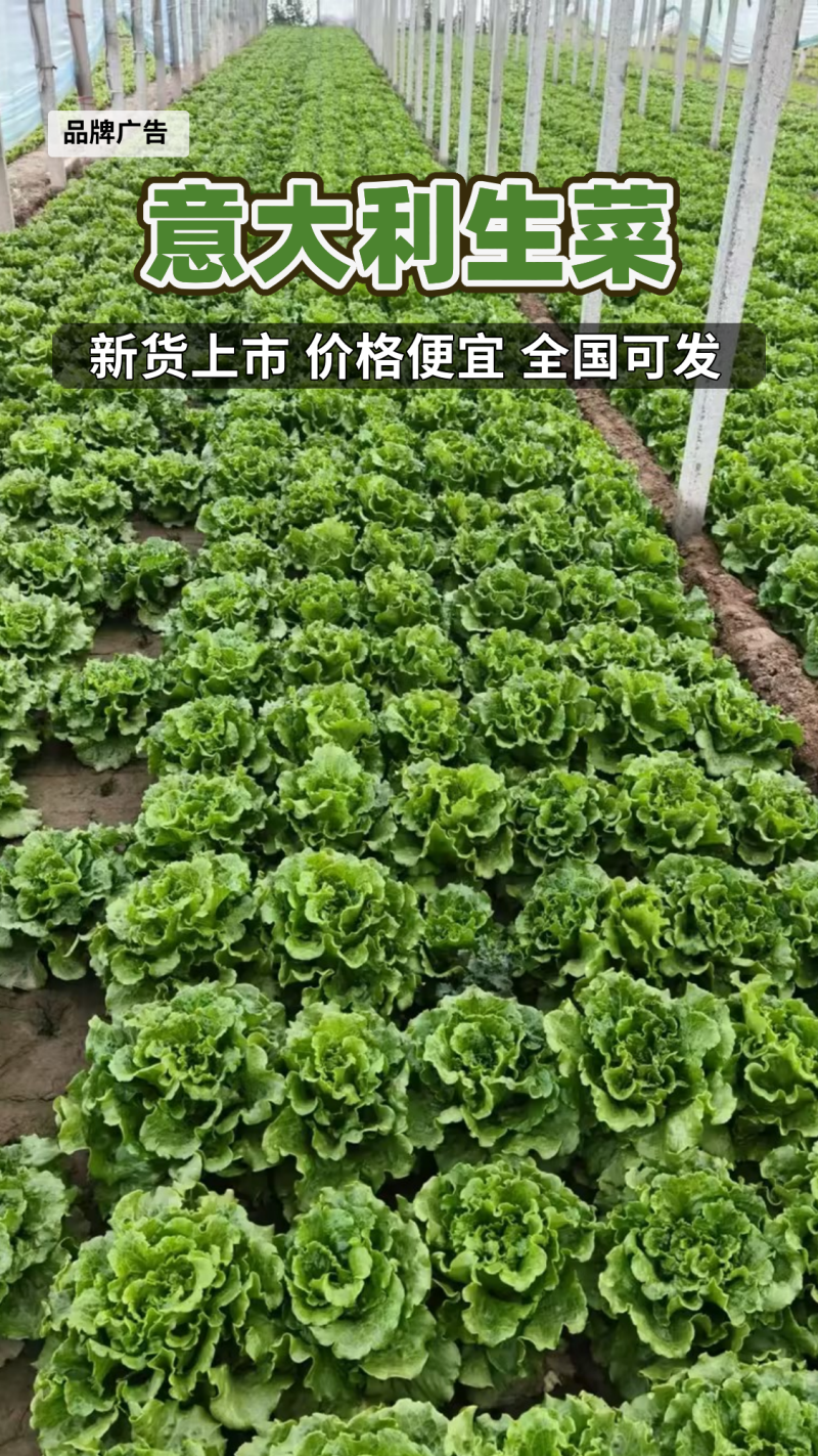 内黄意大利生菜大量供应品质优新鲜现摘可视频看货欢迎咨询来电