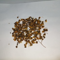 贵州沿河土家族野菊花