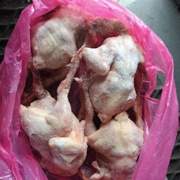 二级肉食鸡10吨，1吨青脚麻鸡5300一吨
