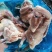 二级肉食鸡10吨，1吨青脚麻鸡5300一吨