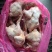 二级肉食鸡10吨，1吨青脚麻鸡5300一吨