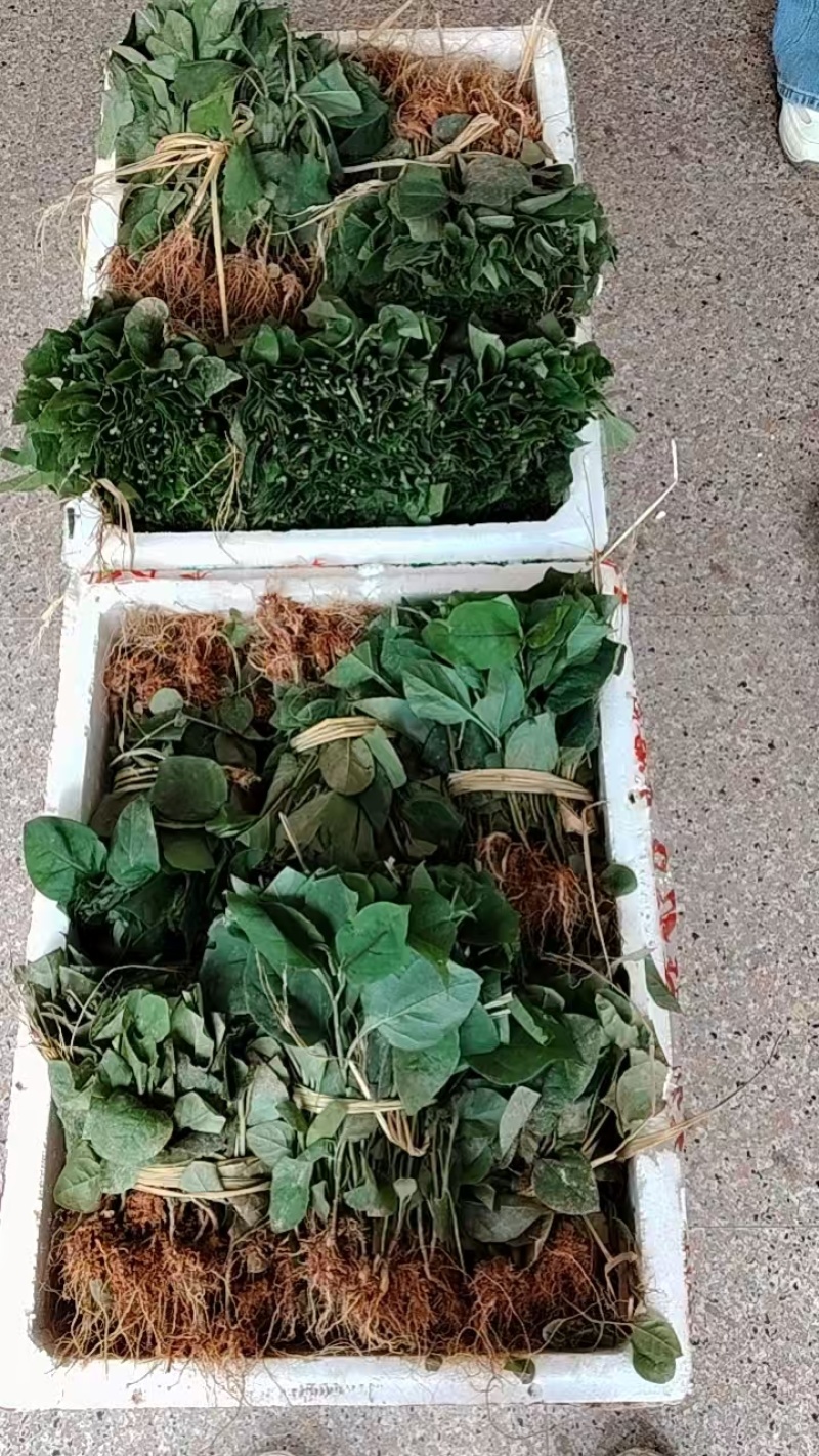 【推荐】虎杖苗裸根苗，25/30公分，一手货源电询