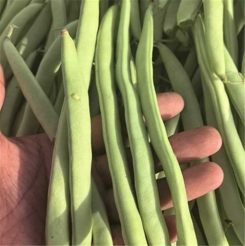 江苏淮安四季豆大量上市产地直发保质保量欢迎随时联系
